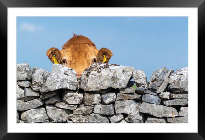Peeping cow Framed Mounted Print by wayne hutchinson