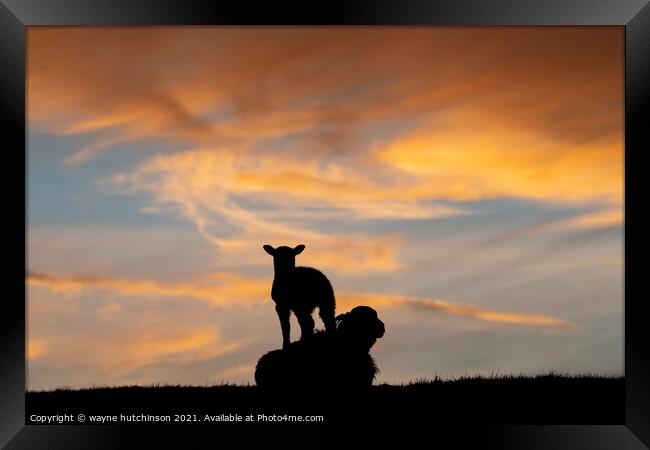 Sheep and ewe at sunset Framed Print by wayne hutchinson