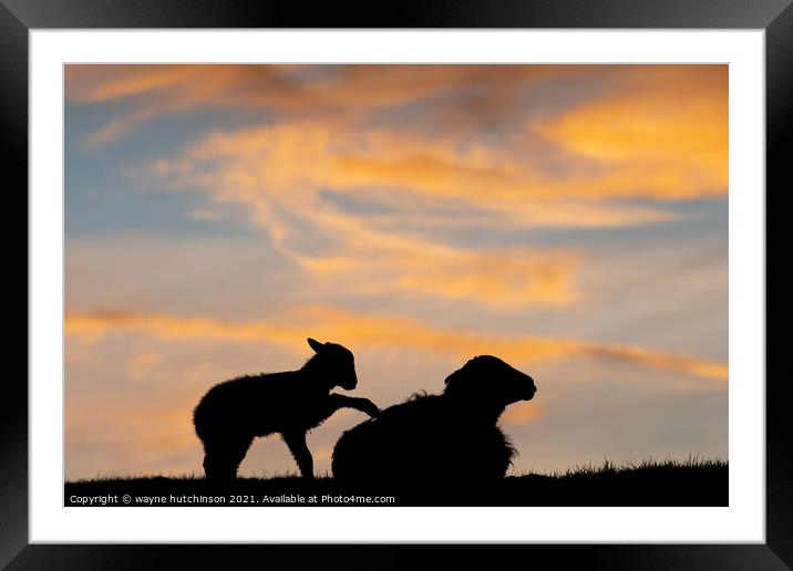 sheep and lamb at sunset Framed Mounted Print by wayne hutchinson