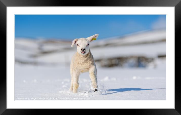 Texel lamb enjoying the snow. Framed Mounted Print by wayne hutchinson