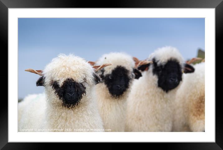 A group of sheep standing on top of a field Framed Mounted Print by wayne hutchinson