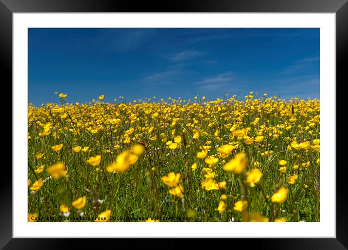 Buttercup meadow Framed Mounted Print by wayne hutchinson