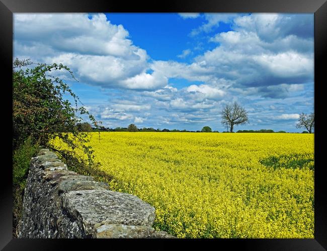 Field of Gold Framed Print by Pauline Raine