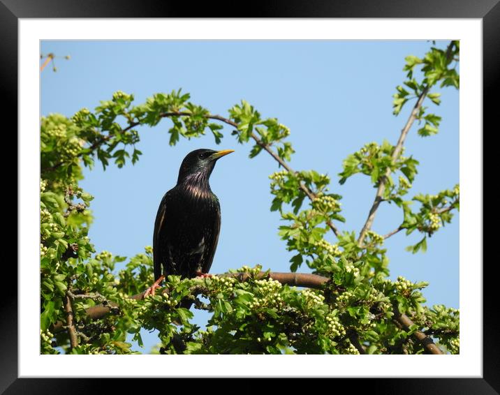 Stunning Starling! Framed Mounted Print by Pauline Raine