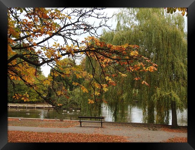 Autumn Day Framed Print by Pauline Raine