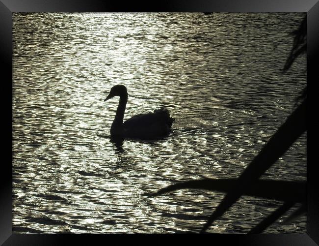 Swan in Silhouette Framed Print by Pauline Raine