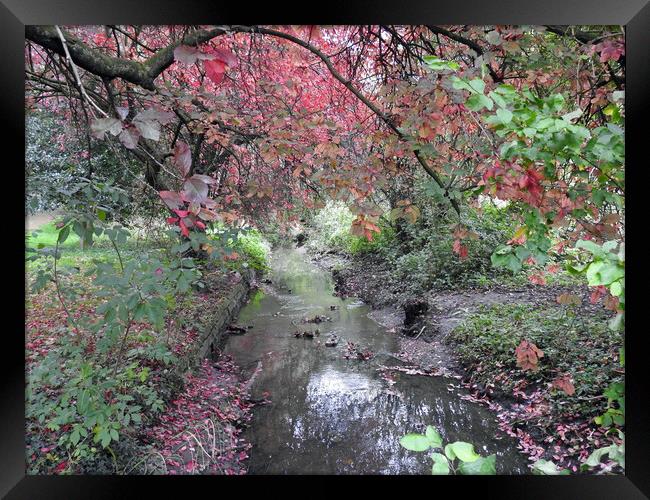 Autumnal Stream Framed Print by Pauline Raine