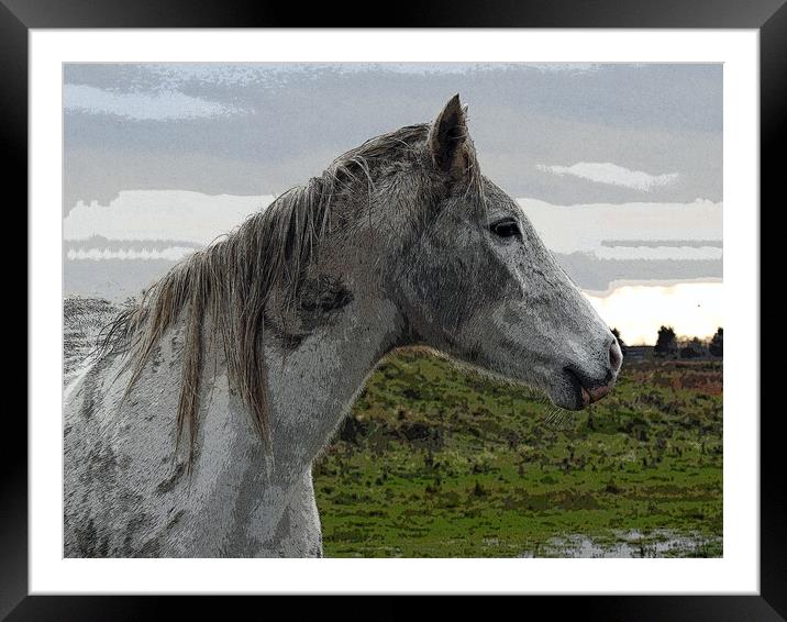 White Horse Framed Mounted Print by Pauline Raine