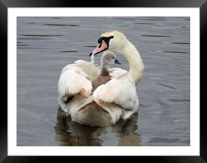 Mother Love Framed Mounted Print by Pauline Raine