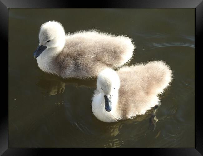 Ugly Ducklings Framed Print by Pauline Raine