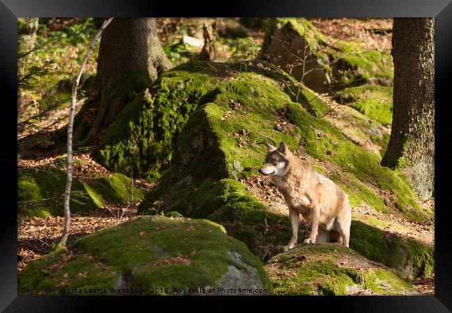 Eurasian Grey Wolf  Framed Print by Lisa Louise Greenhorn