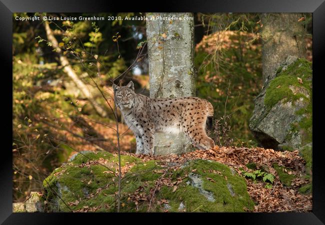 Eurasian Lynx (Lynx lynx) standing on rock Framed Print by Lisa Louise Greenhorn