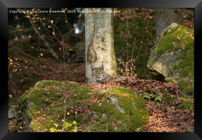 Eurasian Lynx (Lynx lynx) Resting on rock Framed Print by Lisa Louise Greenhorn