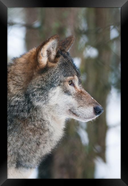 European Grey Wolf in snow Framed Print by Lisa Louise Greenhorn