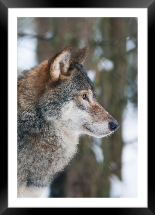 European Grey Wolf in snow Framed Mounted Print by Lisa Louise Greenhorn
