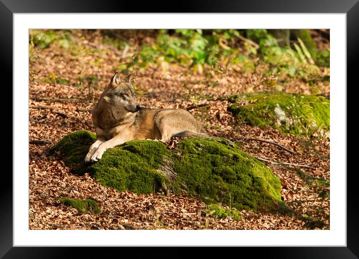 European Grey Wolf (Canis lupis lupis) Framed Mounted Print by Lisa Louise Greenhorn