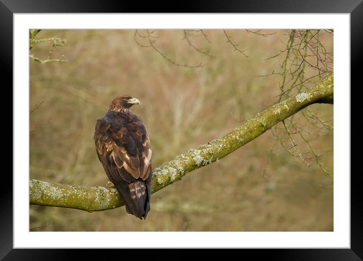 Golden Eagle (Aquila chrysaetos) perched on large  Framed Mounted Print by Lisa Louise Greenhorn