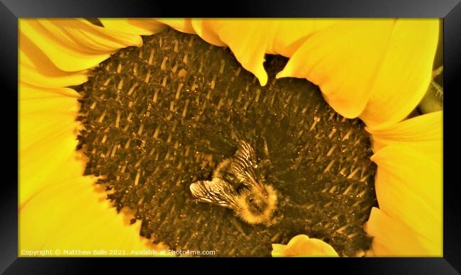 Bee in the Middle Framed Print by Matthew Balls