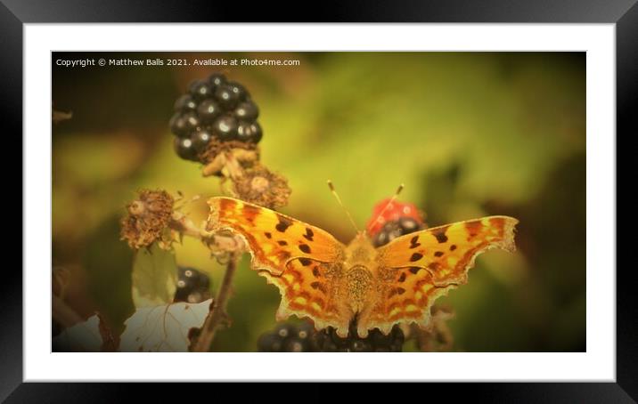 Blackberry  Butterfly  Framed Mounted Print by Matthew Balls