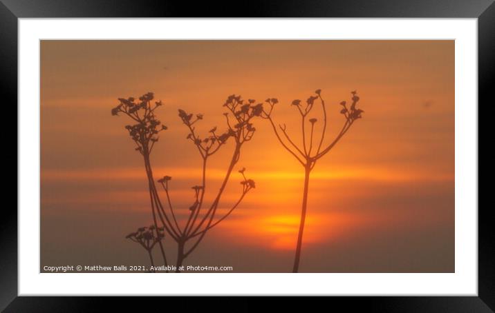 Sunset in the grass Framed Mounted Print by Matthew Balls