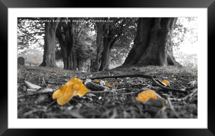            Colour Pop Leaves               Framed Mounted Print by Matthew Balls