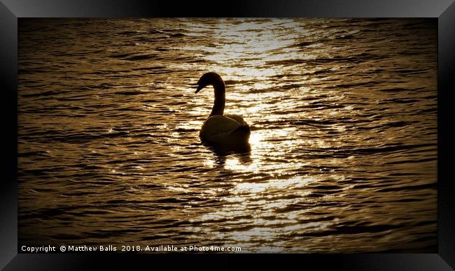        Lovely Silhouette of a Swan                 Framed Print by Matthew Balls