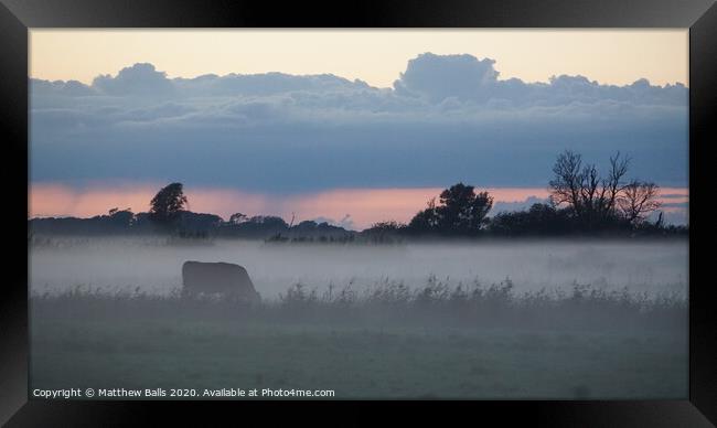 Cows in the mist Framed Print by Matthew Balls
