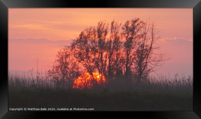 Sunset begind a tree Framed Print by Matthew Balls
