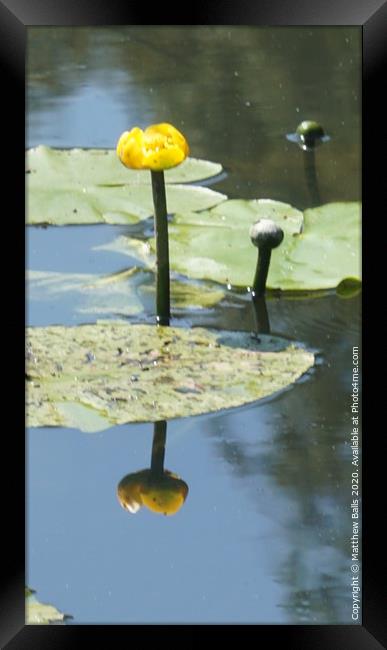water lilly reflection Framed Print by Matthew Balls