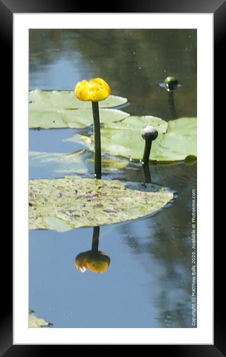 water lilly reflection Framed Mounted Print by Matthew Balls