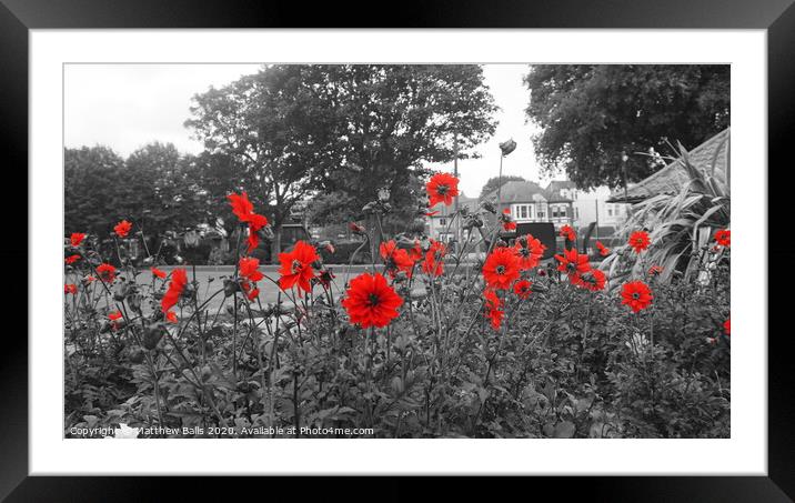 Colour pop poppies Framed Mounted Print by Matthew Balls