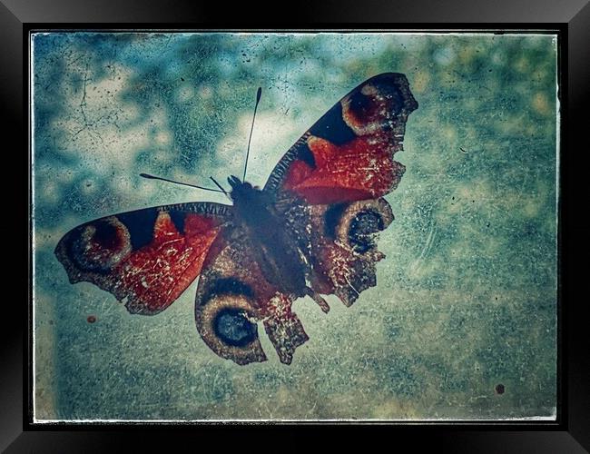 Broken Butterfly Framed Print by Matthew Balls