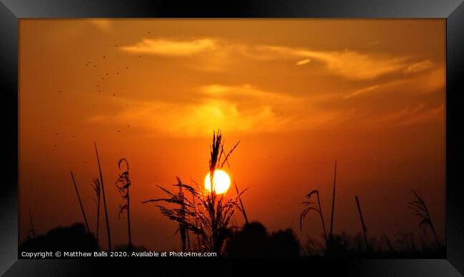 Sunset behind some grasses Framed Print by Matthew Balls