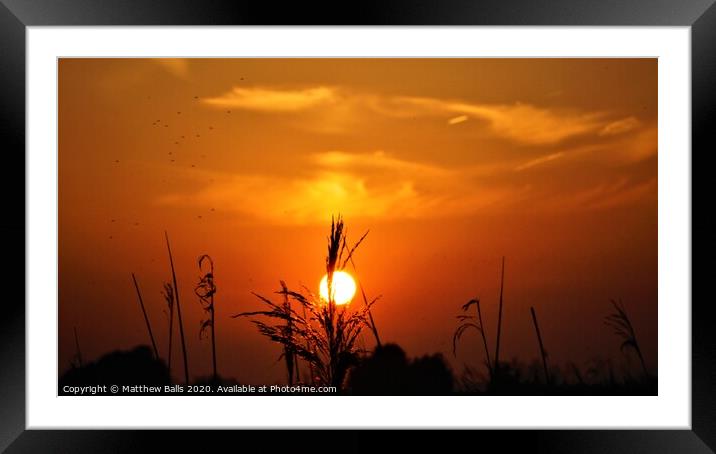 Sunset behind some grasses Framed Mounted Print by Matthew Balls