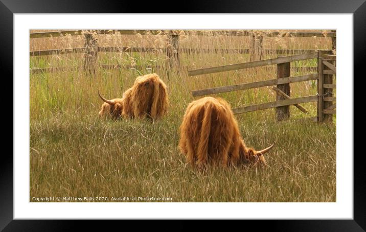Highland cows eating grass Framed Mounted Print by Matthew Balls