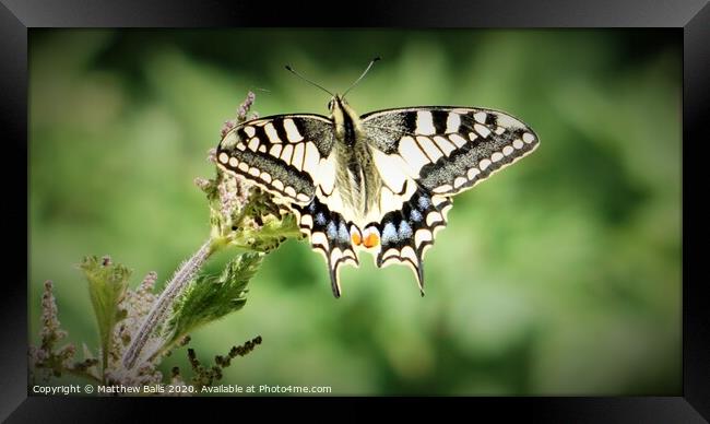 Swallow Tale Butterfly Framed Print by Matthew Balls