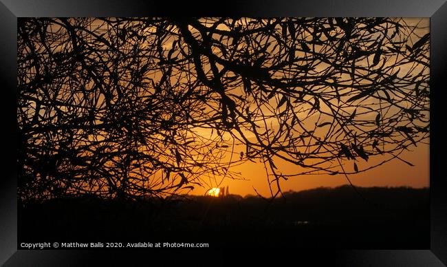 Sunsetting behind A tree Framed Print by Matthew Balls