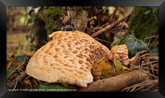 Fungus growing on a tree Framed Print by Matthew Balls