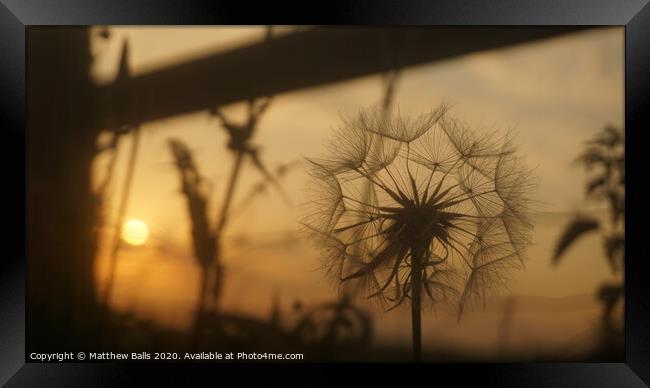 Dandilion Sunset Framed Print by Matthew Balls