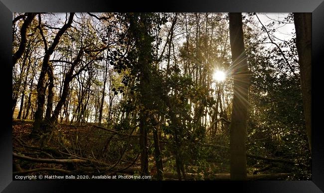 Sunshine in teh Woods Framed Print by Matthew Balls
