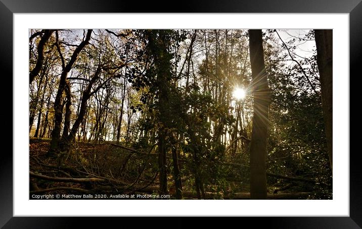 Sunshine in teh Woods Framed Mounted Print by Matthew Balls