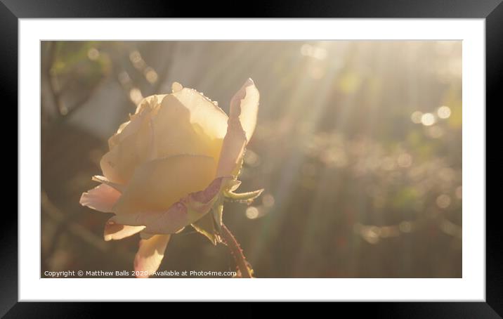 A kiss from a rose Framed Mounted Print by Matthew Balls