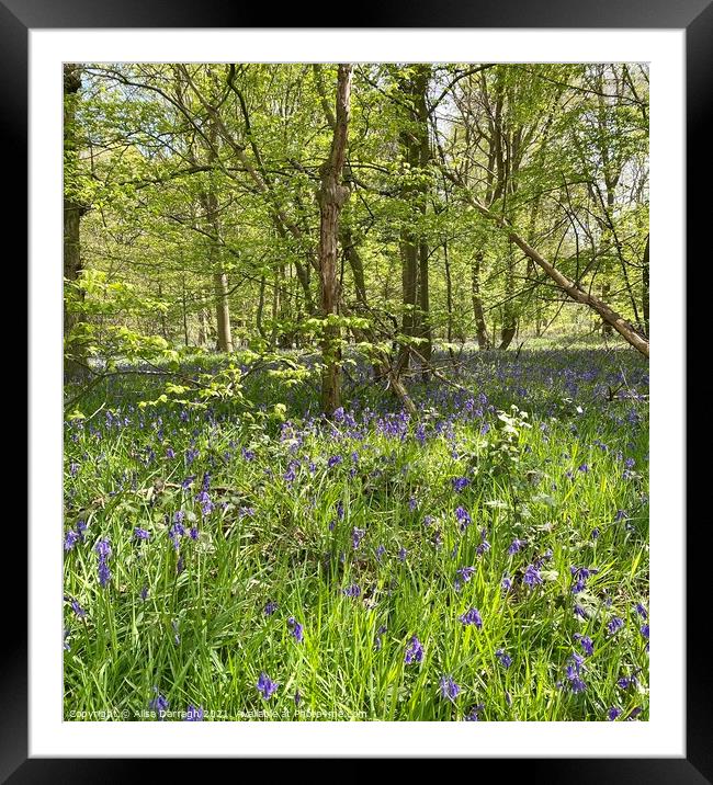 Bluebells at Hanningfield Reservoir  Framed Mounted Print by Ailsa Darragh