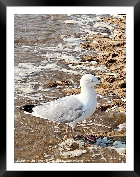 Seagull on Woolacombe beach, Devon Framed Mounted Print by Ailsa Darragh