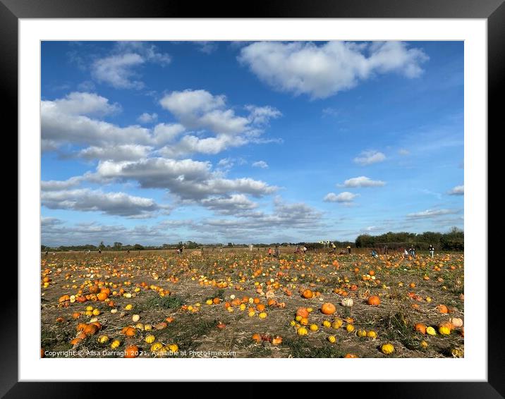 Pumpkin Patch Framed Mounted Print by Ailsa Darragh