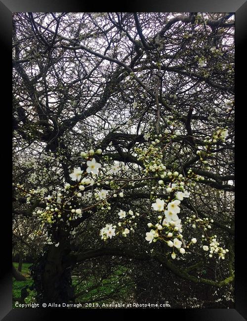 Cherry Blossom in Spring Framed Print by Ailsa Darragh