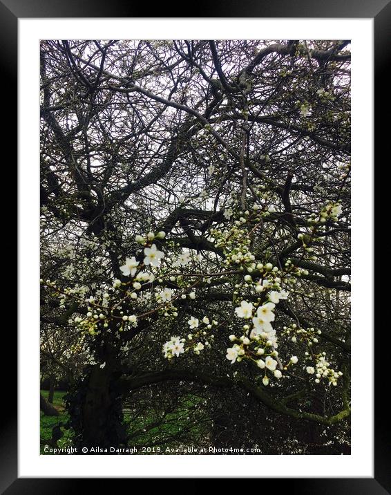 Cherry Blossom in Spring Framed Mounted Print by Ailsa Darragh