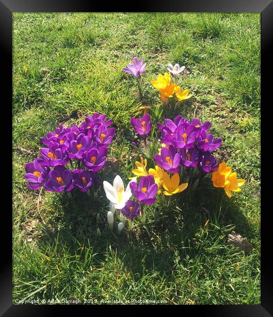 Spring Crocus flowers in bloom Framed Print by Ailsa Darragh