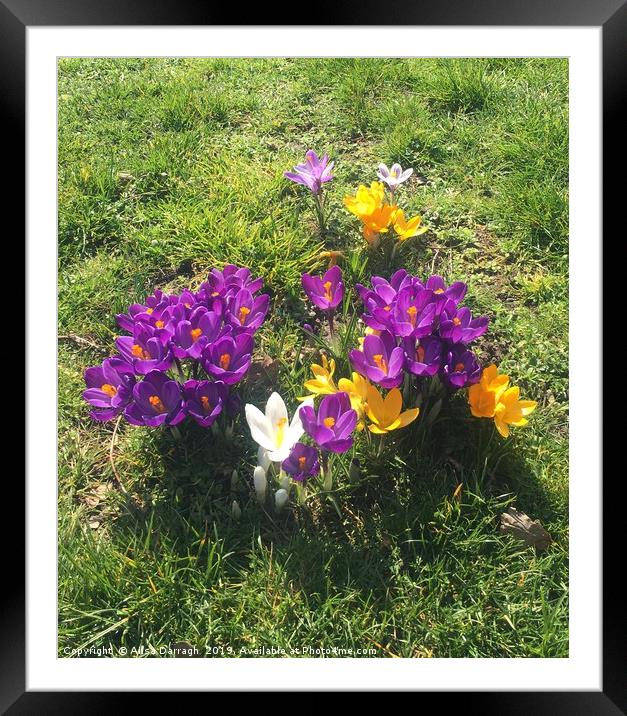 Spring Crocus flowers in bloom Framed Mounted Print by Ailsa Darragh