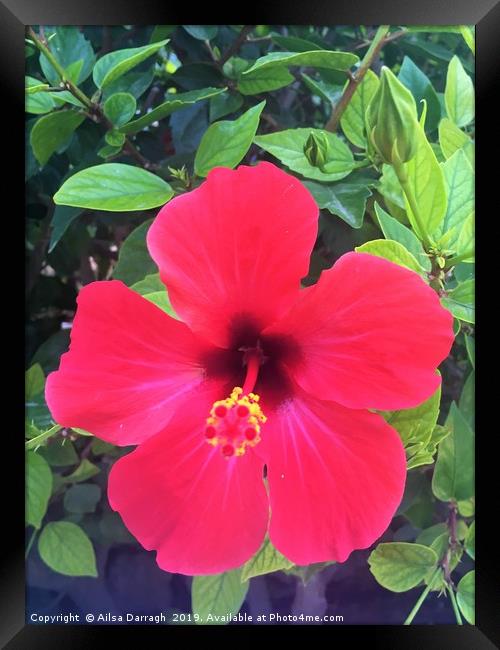Red Hibiscus Tropical Flower Framed Print by Ailsa Darragh